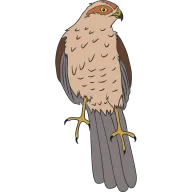 Gavilán
