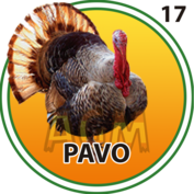 Pavo