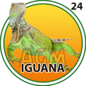 Iguana