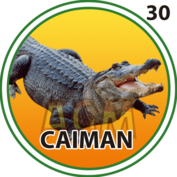 Caimán