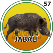 Jabalí