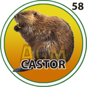 Castor