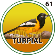 Turpial