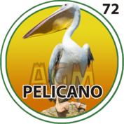 Pelícano