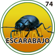 Escarabajo