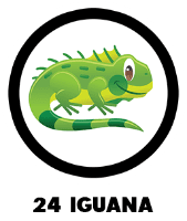 Iguana