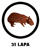 Lapa
